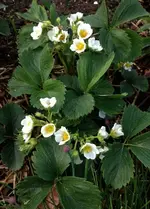 Erdbeeren.webp