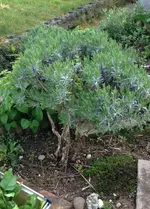 Lavendel.webp