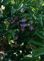 Pfingsrosen-Akelei.webp