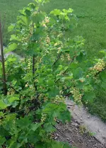 rote Johannisbeer.webp