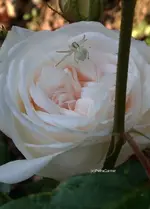 Schneewittchen.webp