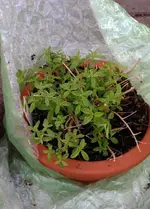 Zitronenverbena.webp