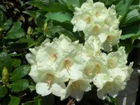 SAM_3723.webp