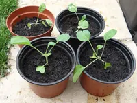 Blumenkohl.webp