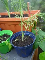 Fenchel1.webp