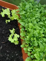 Rucola.webp