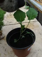Sprossen-Broccoli.webp