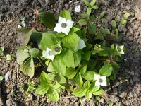 Bild 006.webp