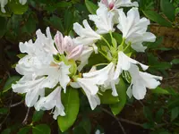PICT0018.webp