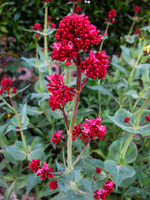Blume ohne namen.webp