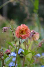 DSC_0955.webp