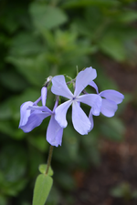 DSC_0938.webp