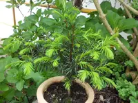 SAM_3726.webp