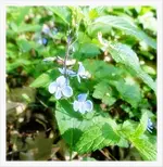 blauer Winzling.webp