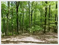 Märchenwald.webp