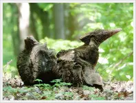 Wurzelstock.webp