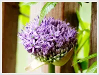 Globe Master Blüte.webp