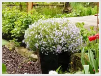 Polsterphlox.webp