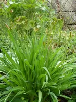 GartenA14 (2).webp