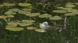 Frosch 140426.webp