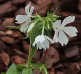 Waldphlox_weiss.webp