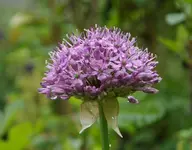 GartenA14 (1).webp