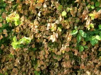 DSCN2746.webp