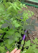 Tomate Glossy.webp