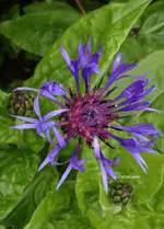 Kornblume.webp