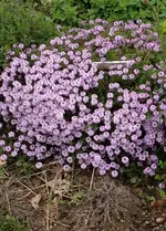 Thymian.webp