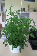 IMG_0725.webp