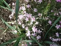 Garten,27.4 002.webp