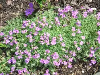 Garten,27.4 003.webp