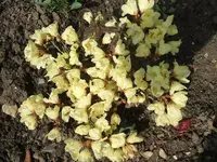 Garten,27.4 005.webp