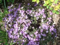 Garten,27.4 006.webp