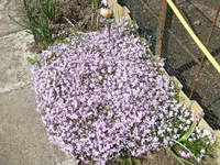 Garten,27.4 007.webp