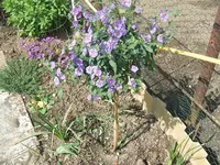 Garten,27.4 008.webp