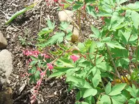 Garten,27.4 010.webp
