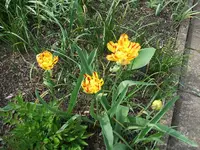 Garten,27.4 012.webp