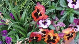 008.webp
