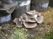 DSCN6653.webp