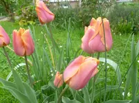 P1120650.webp