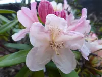 P1050860.webp