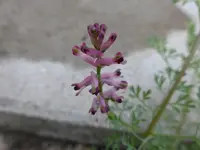 P1060116.webp