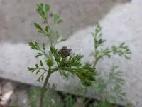P1060117.webp