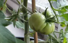 gross_frucht.webp