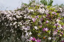 _DSC5725.webp