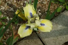 Sahra Taylor 30cm.jpg