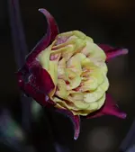 DSC_0100.webp