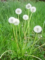 PICT0007.webp